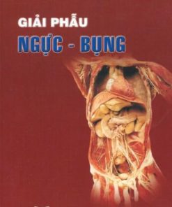 [A4] Ngực Bụng