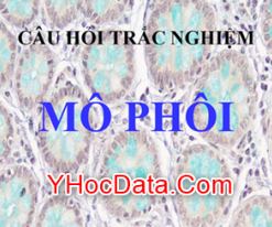 [A5] Trắc nghiệm Mô phôi